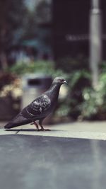 Close-up of pigeon perching on floor