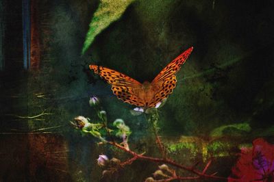 butterfly - insect