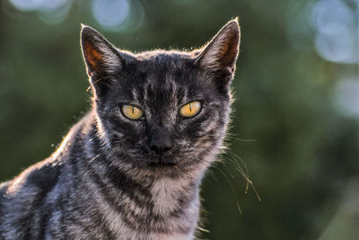 Close-up portrait of cat outdoors