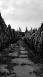 Narrow pathway along trees