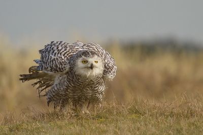 Snowy owl perching on field