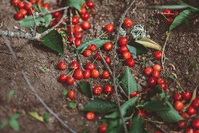 Close-up of cherries on ground