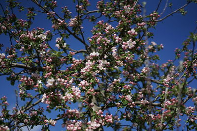 Low angle view of cherry blossoms against sky