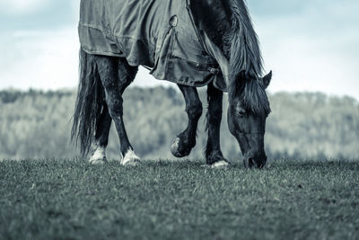 Horse grazing on field