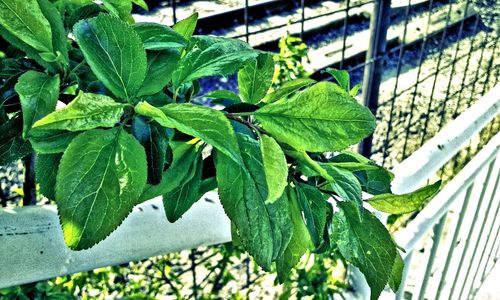 Close-up of green leaf on plant in greenhouse