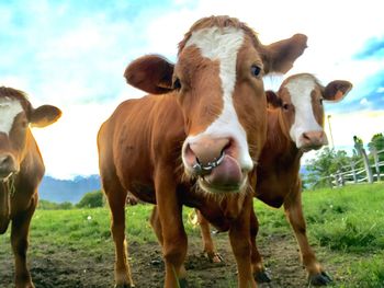 Portrait of cows on field