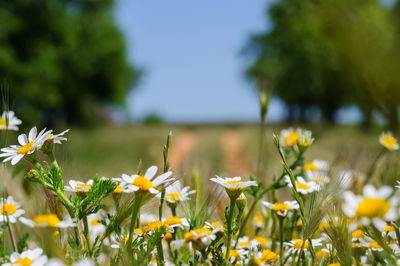 Close-up of yellow flowering plants on field