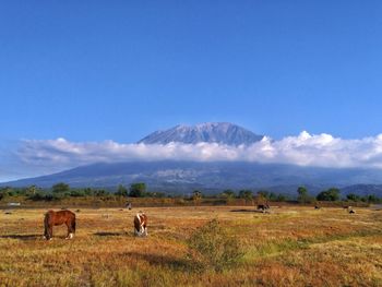 Horses in a field