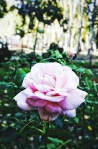 Close-up of pink flower