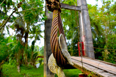 Low angle view of giraffe hanging on tree