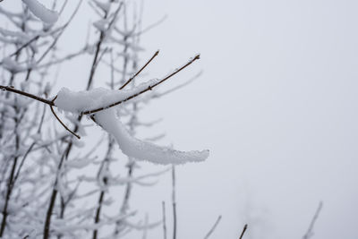 Close-up of frozen branch against clear sky