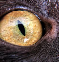 Close-up of cat eye