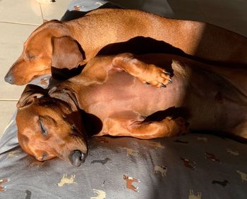 High angle view of dogs resting