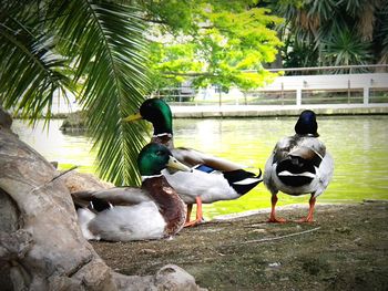 Ducks by lake