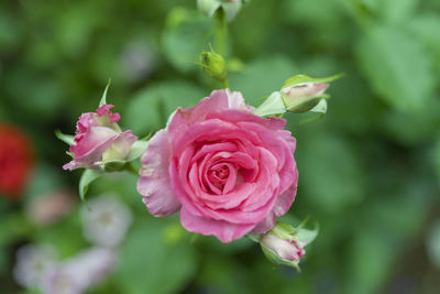 Close-up of pink rose