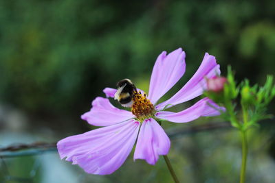 Close-up of honey bee pollinating on pink flower