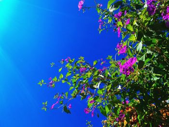 Low angle view of flower tree