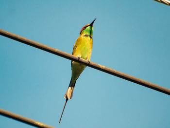 Low angle view of bird perching on branch against sky