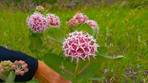 Close-up of pink flowers