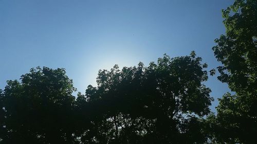 Close-up of trees against sky during sunset