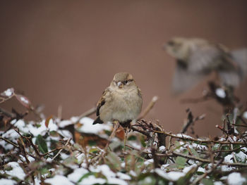 Close-up of bird perching on a plant