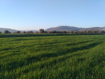 Scenic view of agricultural field against clear sky