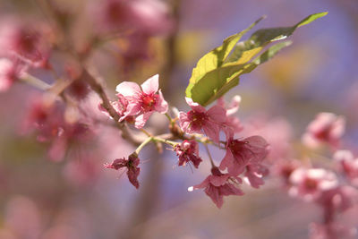 Close-up of pink cherry blossoms