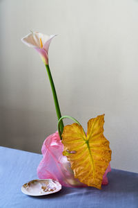 Close-up of flower against wall