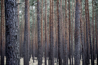 Pine trees in forest