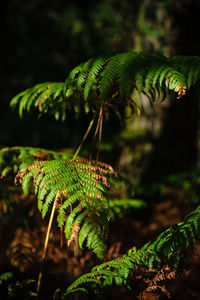 Close-up of fern growing on field