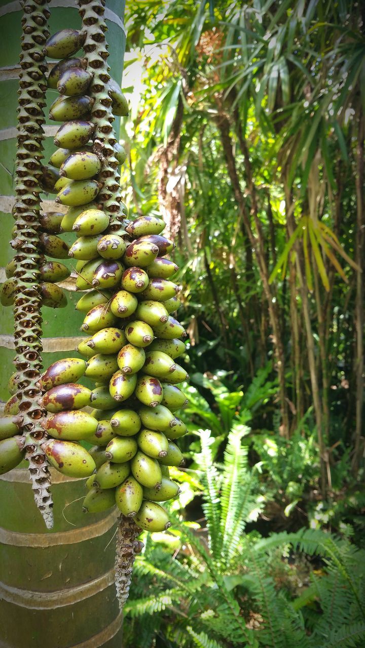 growth, green color, cactus, close-up, plant, nature, freshness, thorn, leaf, food and drink, spiked, fern, fruit, food, beauty in nature, healthy eating, growing, natural pattern, sharp, tree