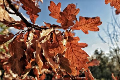 Low angle view of maple tree against sky