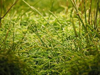 Close-up of fresh green grass in field