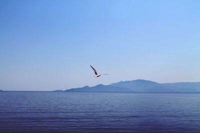 Bird flying over lake against clear sky