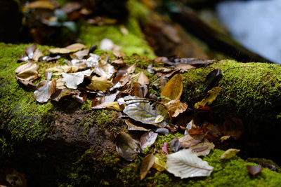 Close-up of mushrooms growing on field