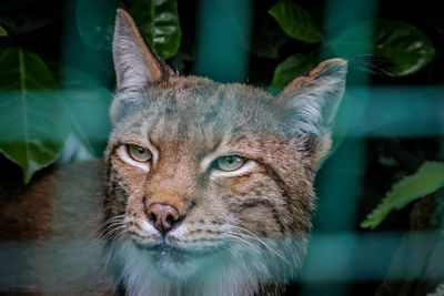 Close-up portrait of a cat