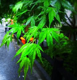 Close-up of green leaves on plant