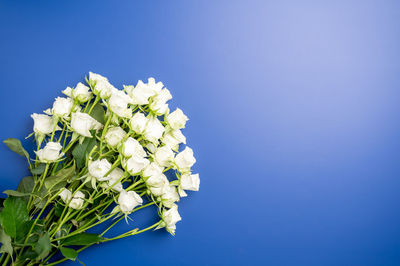 Close-up of white flowering plant against blue sky