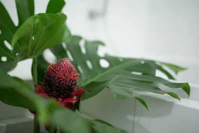 Close-up of red leaves