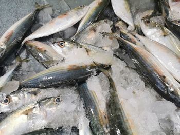 Close-up of fish for sale in market