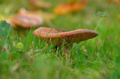 Close-up of mushroom on field