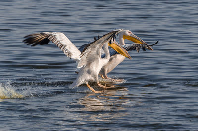 Seagulls flying over lake