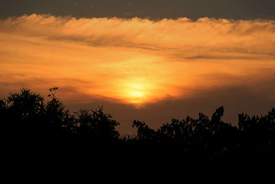 Silhouette plants against dramatic sky during sunset