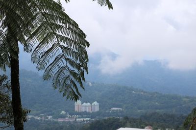 Low angle view of trees against sky