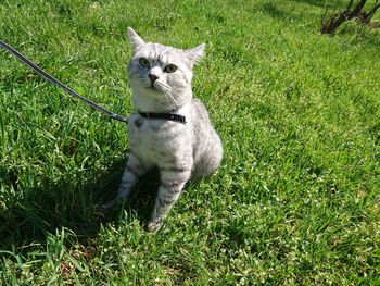 View of a cat on grass