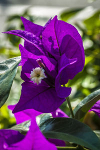 Close-up of purple iris flower