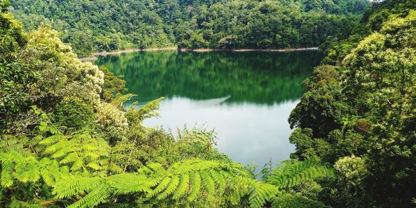 High angle view of lake amidst trees in forest