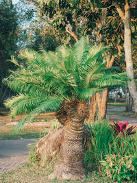 Palm tree in park