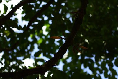 Low angle view of bird on branch against sky