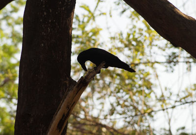 Low angle view of bird perching on tree
